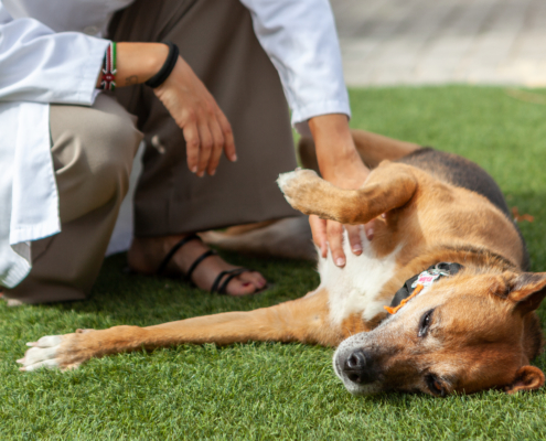 La labor terapéutica de la perrita Musa en la clínica de salud mental SAMU Wellness