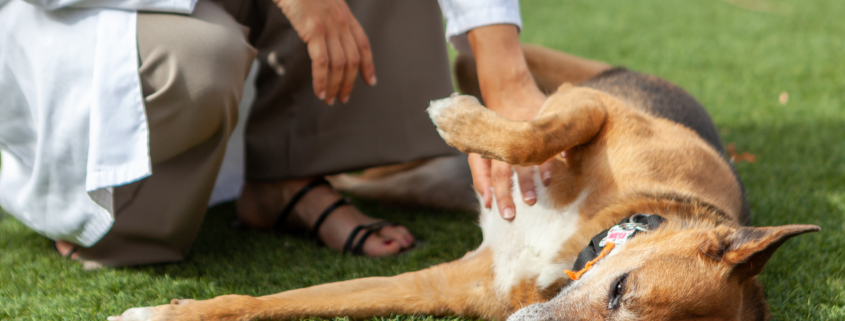 La labor terapéutica de la perrita Musa en la clínica de salud mental SAMU Wellness